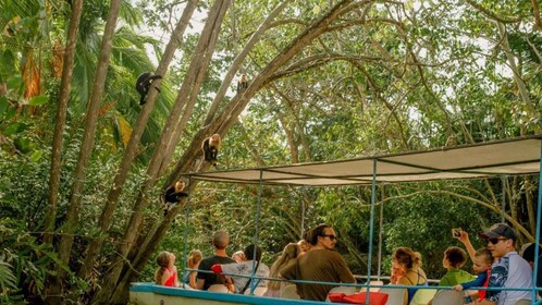 Manuel Antonio: Natuurlijke Mangrove Boottocht met gids en drankjes