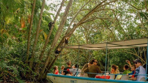 Manuel Antonio: Guidet bådtur i naturlig mangrove og drinks