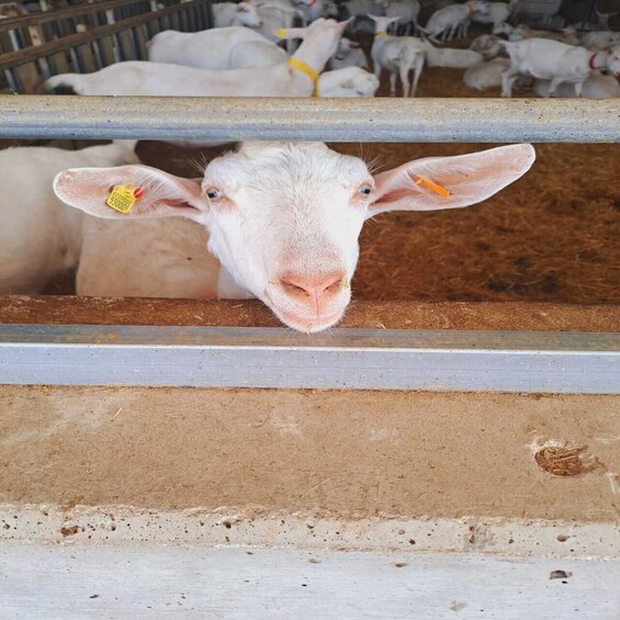 Picture 2 for Activity From Bari: Burrata cheese experience in a local dairy farm