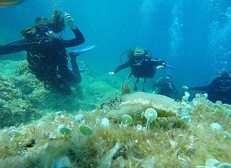 Picture 1 for Activity Dubrovnik: 1-Day Discover Scuba Diving Course