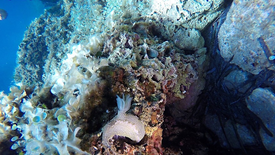 Dubrovnik: 1-Day Discover Scuba Diving Course