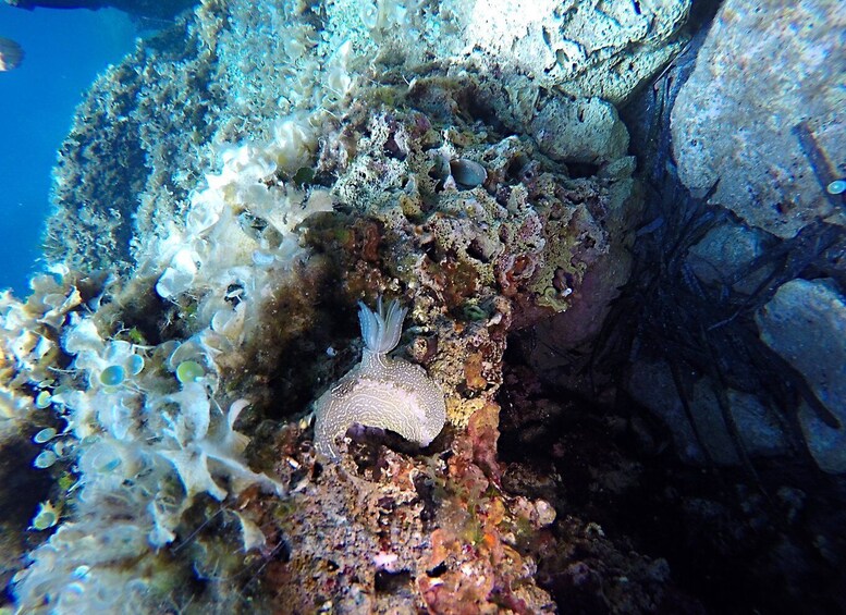 Dubrovnik: 1-Day Discover Scuba Diving Course