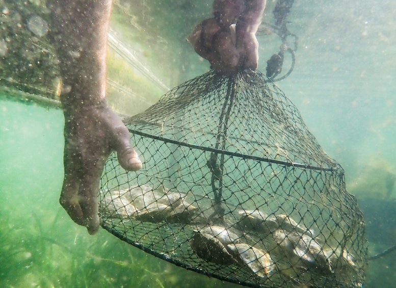 Picture 3 for Activity Oyster and Pearl Lovers Tour - Complete Immersion