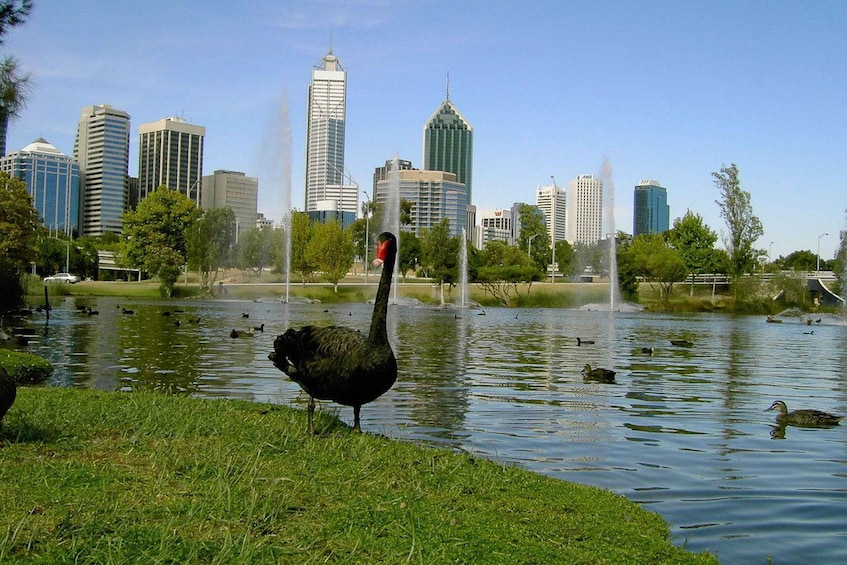 Picture 2 for Activity Perth Riverside Segway Tour