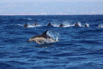 Portimão : excursion d'observation des dauphins avec un guide biologiste ma...