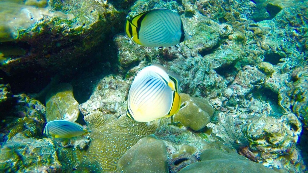 Picture 11 for Activity Krabi: Koh Rok & Koh Haa Hidden Snorkeling Tour by Speedboat