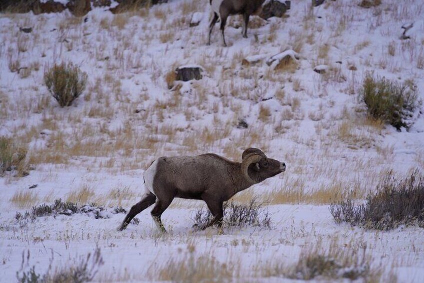 3-Hours Private Tour Grand Teton National Park and Jackson Hole