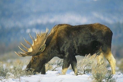 3-Hours Private Tour Grand Teton National Park & Jackson Hole