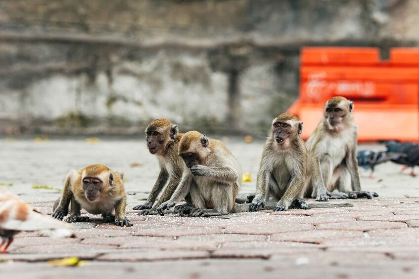 Picture 7 for Activity Kuala Lumpur: Suburbs and Batu Caves Half-Day Tour