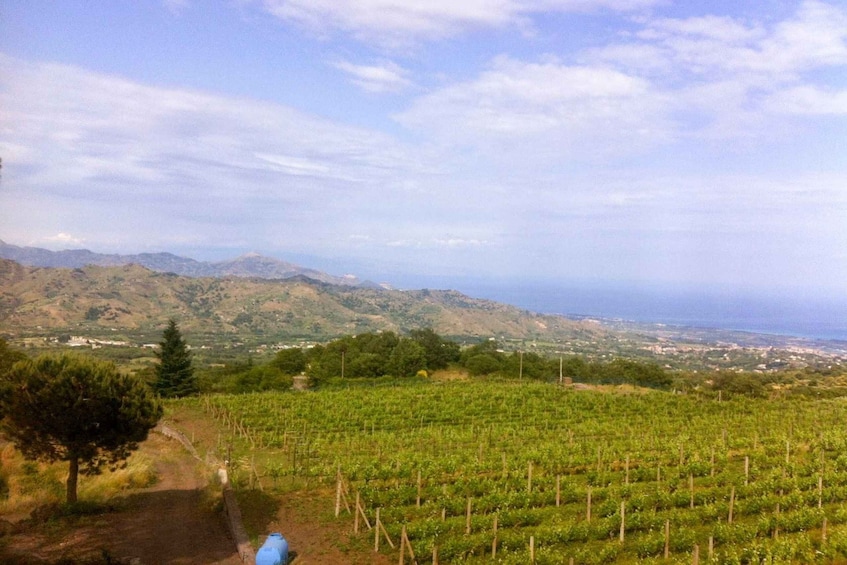 Picture 3 for Activity Catania: Mt. Etna Private Tour with Food and Wine Tasting