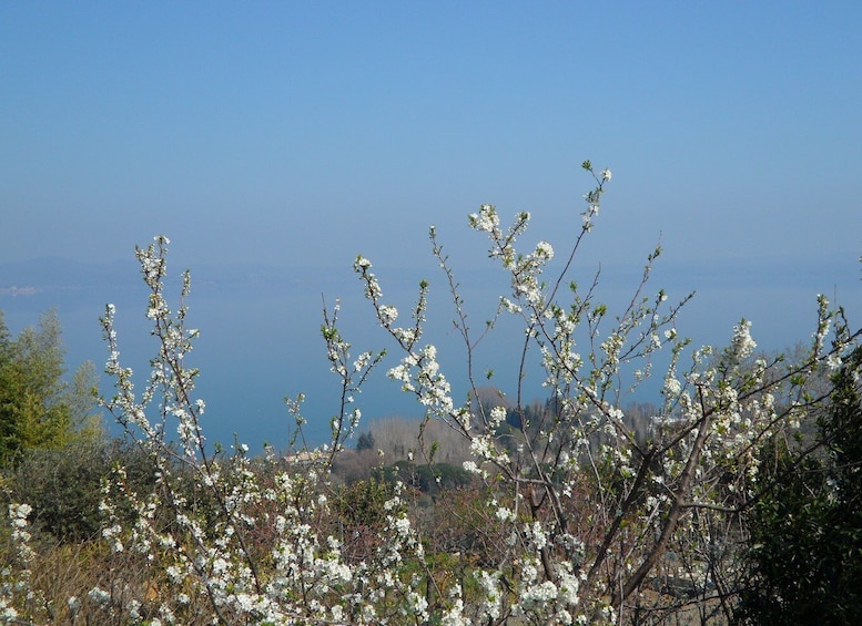 Picture 5 for Activity Bracciano: Odescalchi-Orsini ancient Castle Tour with Lunch