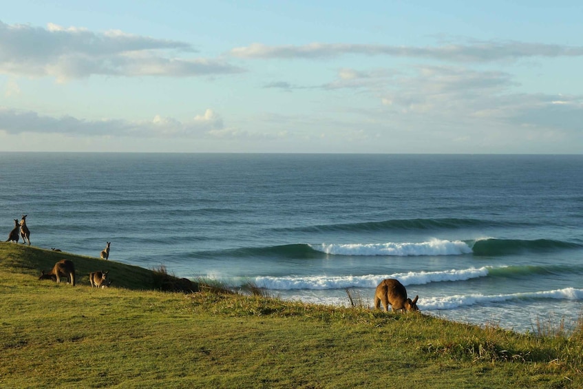 Picture 4 for Activity Gold Coast: Learn to Surf Experience with Lunch & Activities