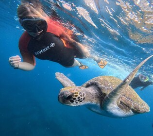 Teneriffa: Schnorchelausflug in einem Schildkrötenhabitat