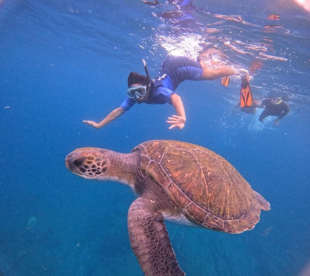 Picture 4 for Activity Tenerife: Snorkeling Trip in a Turtle Habitat