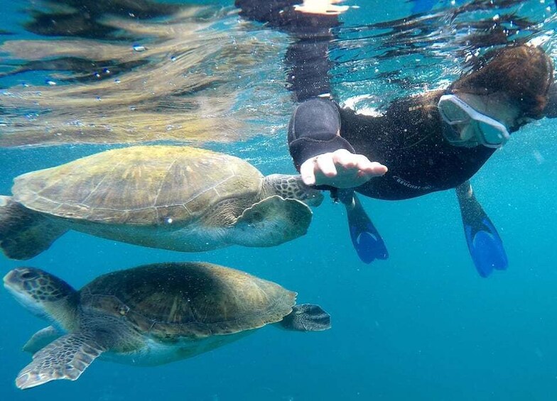 Picture 1 for Activity Tenerife: Snorkeling Trip in a Turtle Habitat