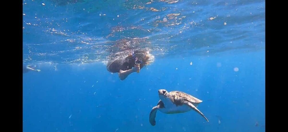 Picture 3 for Activity Tenerife: Snorkeling Trip in a Turtle Habitat