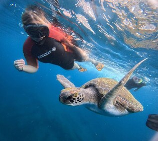 Tenerife: Snorkeltur i et skildpaddehabitat