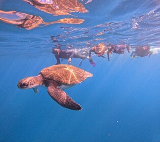 Teneriffa: Snorklausretki kilpikonnan elinympäristössä