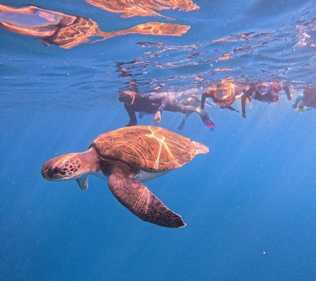 Tenerife: Snorkeling Trip in a Turtle Habitat