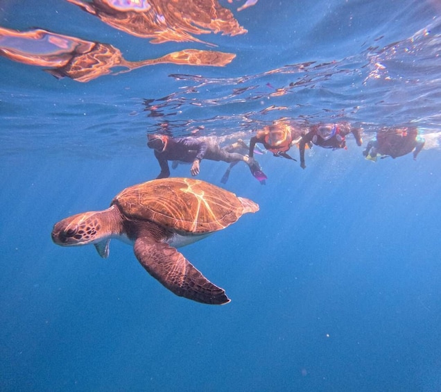 Picture 1 for Activity Tenerife: Snorkeling Trip in a Turtle Habitat