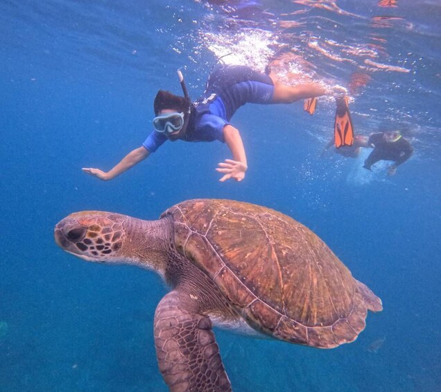 Picture 4 for Activity Tenerife: Snorkeling Trip in a Turtle Habitat