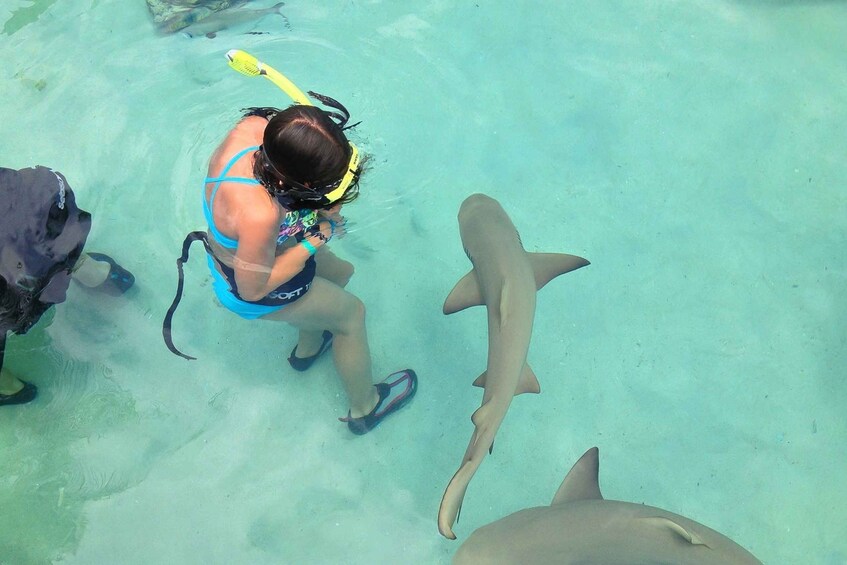 Picture 2 for Activity Saint Thomas: Shark Encounter at Coral World Ocean Park