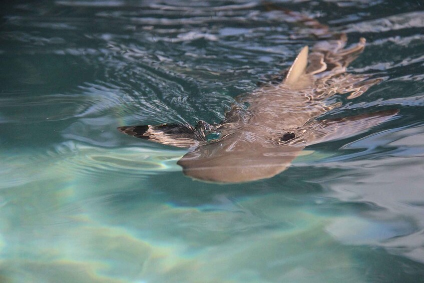 Picture 1 for Activity Saint Thomas: Shark Encounter at Coral World Ocean Park