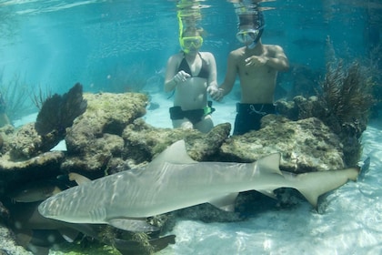 Saint Thomas: Shark Encounter på Coral World Ocean Park