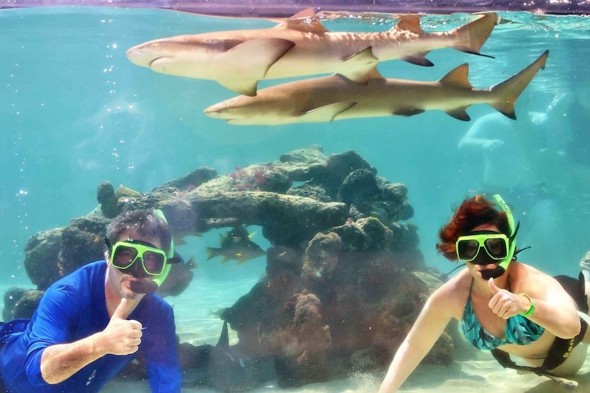 Picture 4 for Activity Saint Thomas: Shark Encounter at Coral World Ocean Park