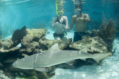 Saint Thomas: Haaienontmoeting in het Coral World Ocean Park