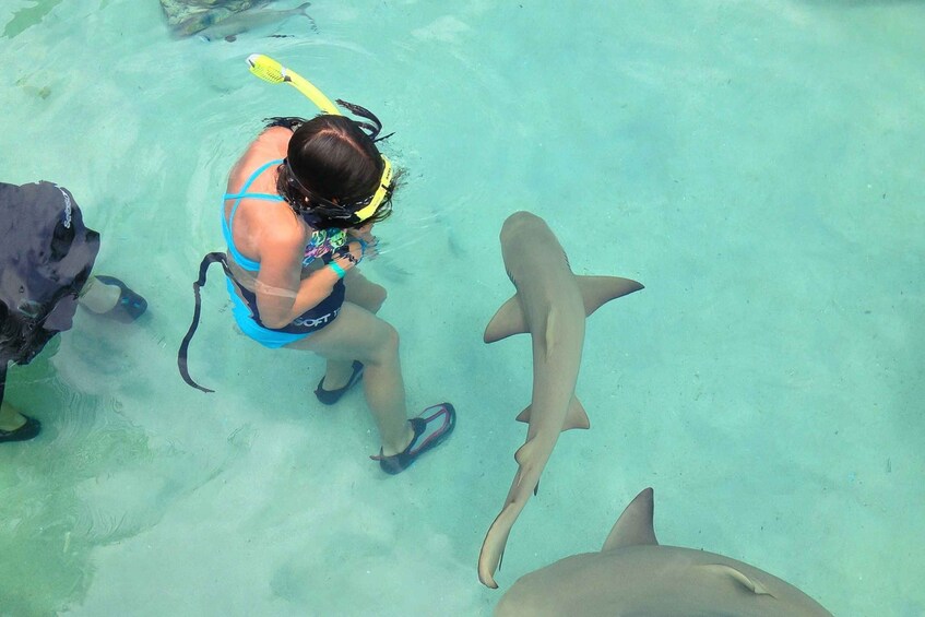 Picture 2 for Activity Saint Thomas: Shark Encounter at Coral World Ocean Park