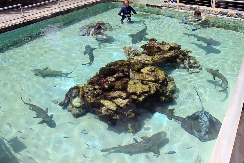 Picture 3 for Activity Saint Thomas: Shark Encounter at Coral World Ocean Park