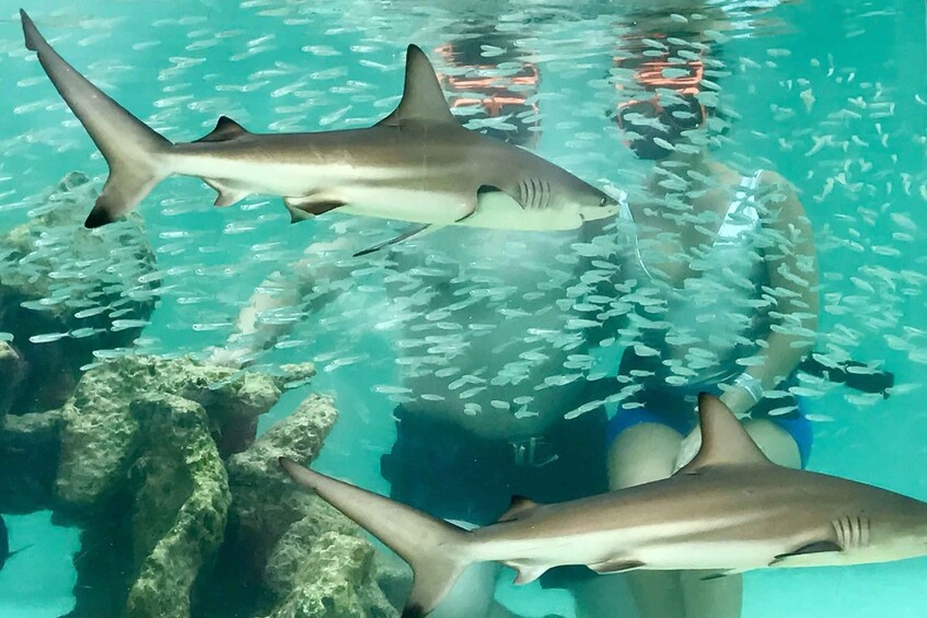 Picture 5 for Activity Saint Thomas: Shark Encounter at Coral World Ocean Park