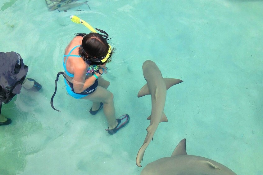 Picture 2 for Activity Saint Thomas: Shark Encounter at Coral World Ocean Park