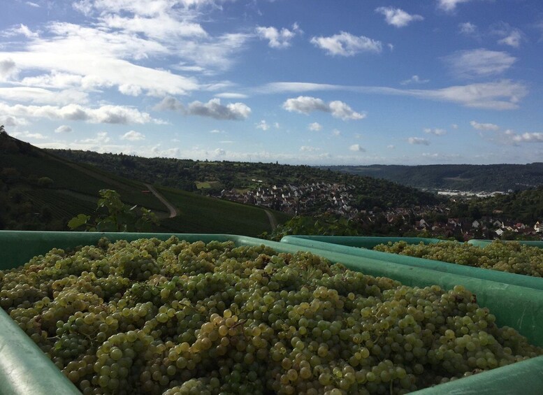 Picture 7 for Activity Stuttgart: Guided Wine Walk & Wine Tasting