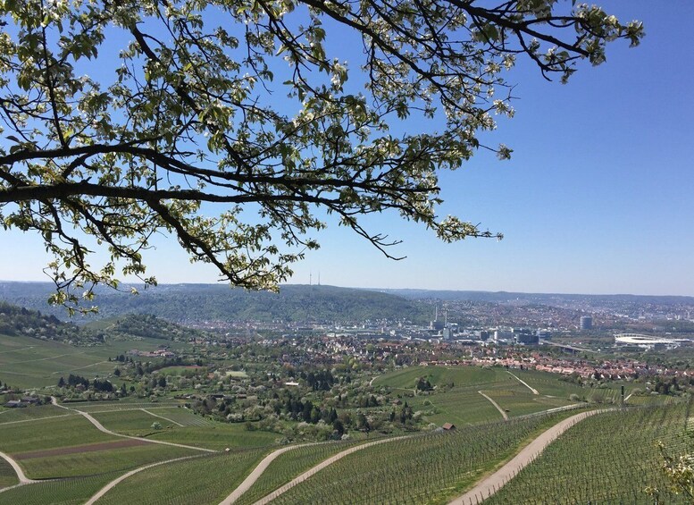 Picture 5 for Activity Stuttgart: Guided Wine Walk & Wine Tasting