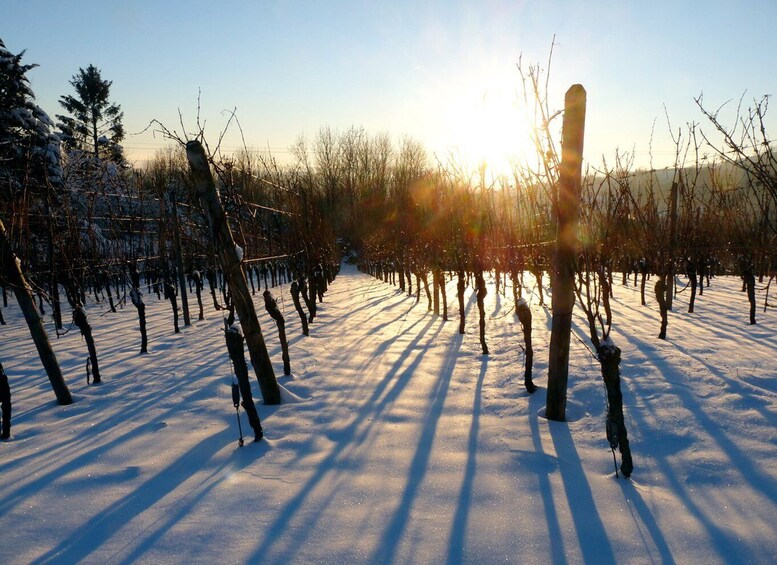 Picture 11 for Activity Alsace: Wine Tasting and Gourmet Christmas Lunch