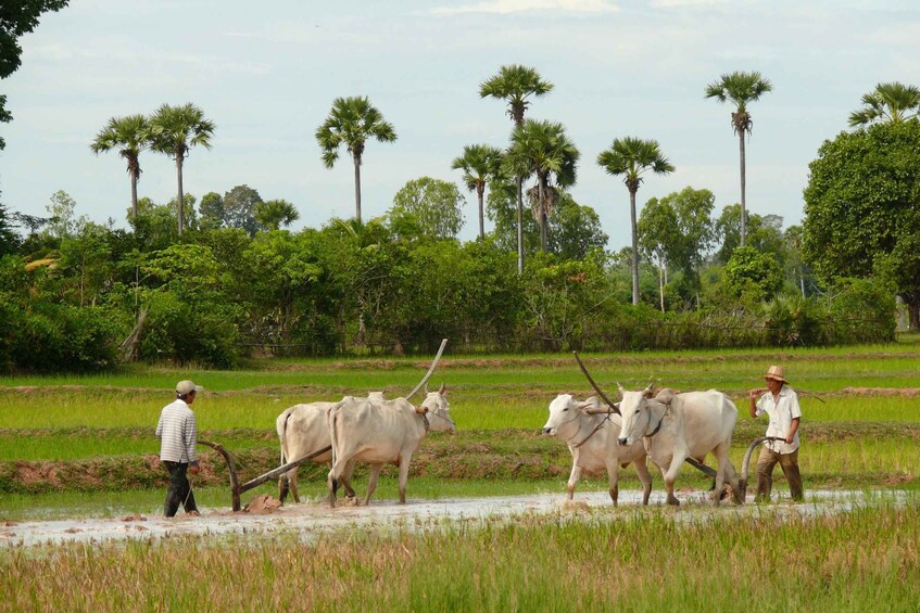 Picture 3 for Activity Back to Basics: Siem Reap Village Tour in Cambodia