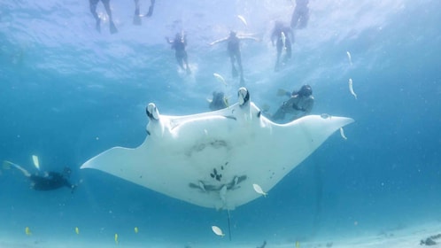 Marine Eco Safari - Swim With Manta Rays