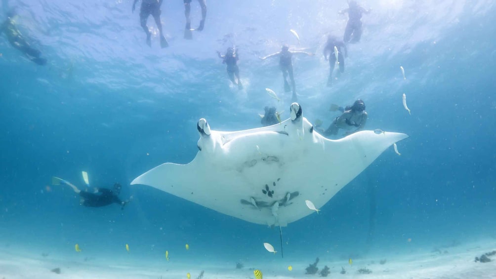 Marine Eco Safari - Swim With Manta Rays