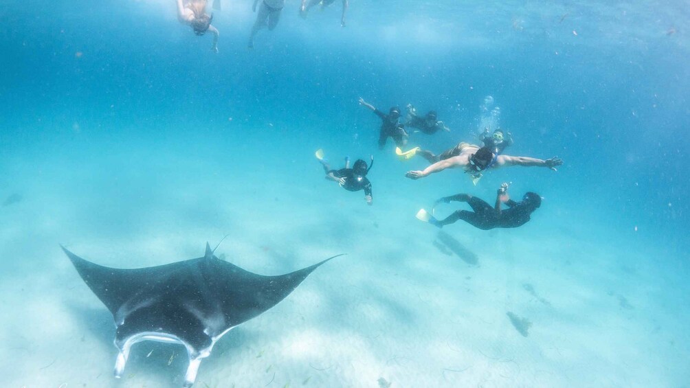 Picture 2 for Activity Marine Eco Safari - Swim With Manta Rays