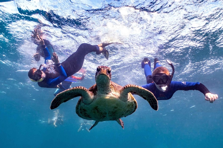 Picture 3 for Activity Marine Eco Safari - Swim With Manta Rays