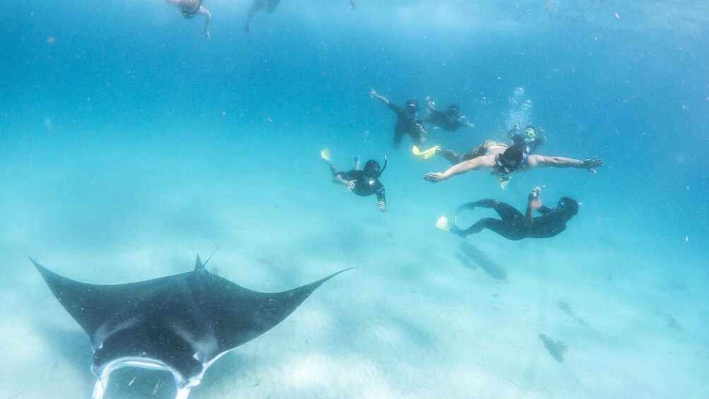 Picture 2 for Activity Marine Eco Safari - Swim With Manta Rays