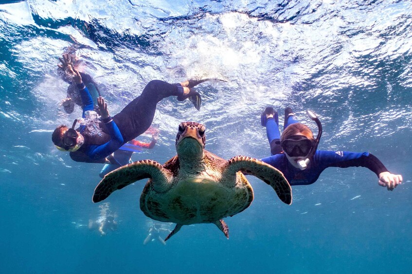 Picture 3 for Activity Marine Eco Safari - Swim With Manta Rays