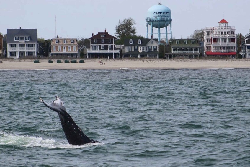 Picture 6 for Activity Cape May: 2-Hour Dolphin Watching Cruise