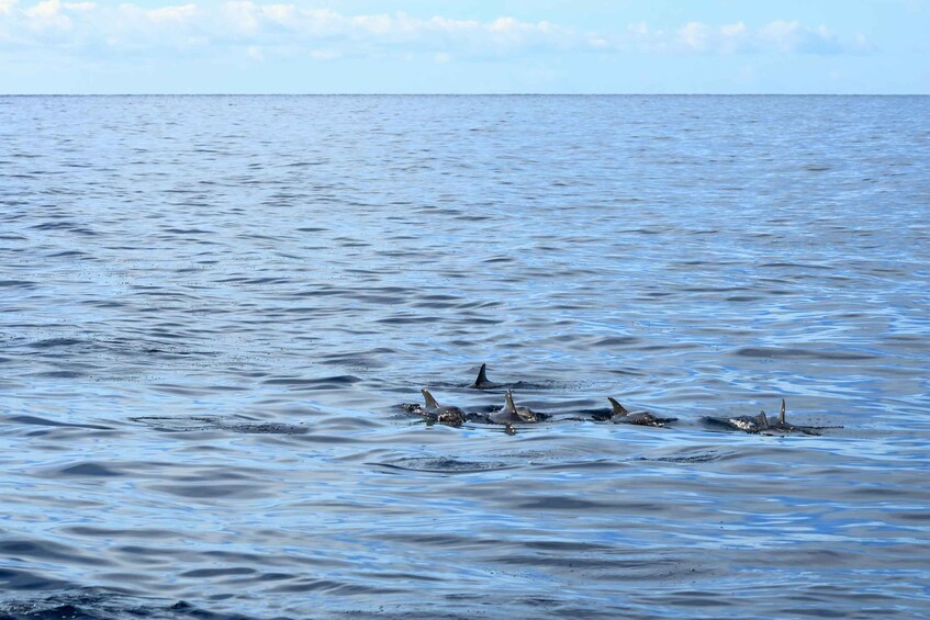 Picture 3 for Activity Cape May: 2-Hour Dolphin Watching Cruise