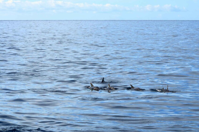 Picture 4 for Activity Cape May: 2-Hour Dolphin Watching Cruise