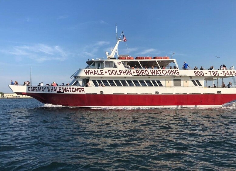 Picture 4 for Activity Cape May: 2-Hour Dolphin Watching Cruise