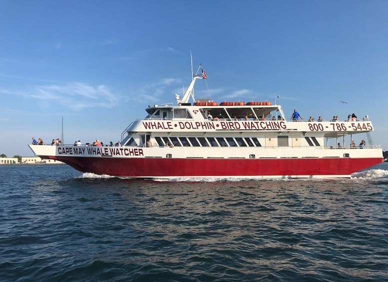 Picture 4 for Activity Cape May: 2-Hour Dolphin Watching Cruise