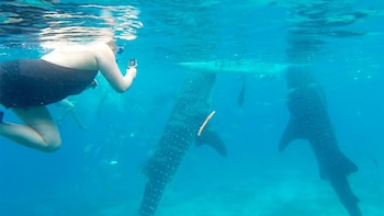 Oslob Whale Shark & Aguinid Falls with Lunch